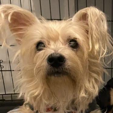 Daisy Mae 2, Adoptable, Senior Female Yorkshire Terrier & Mixed Breed.
