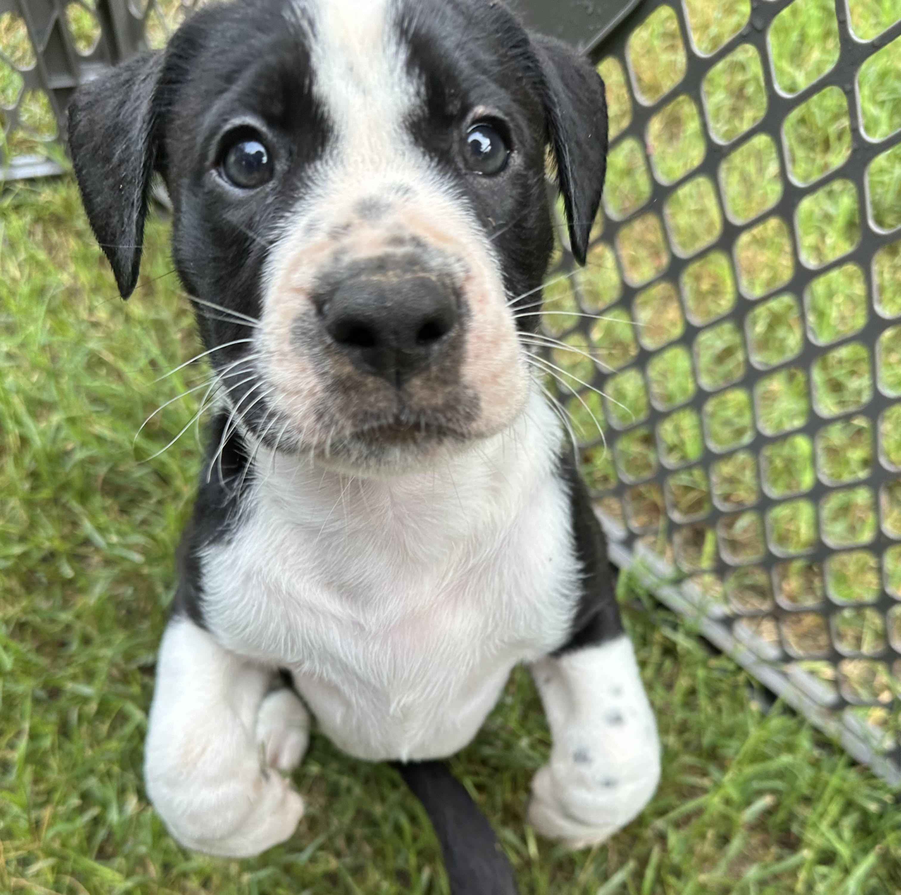 Mango, Adopted, Puppy Male American Staffordshire Terrier & Pointer.