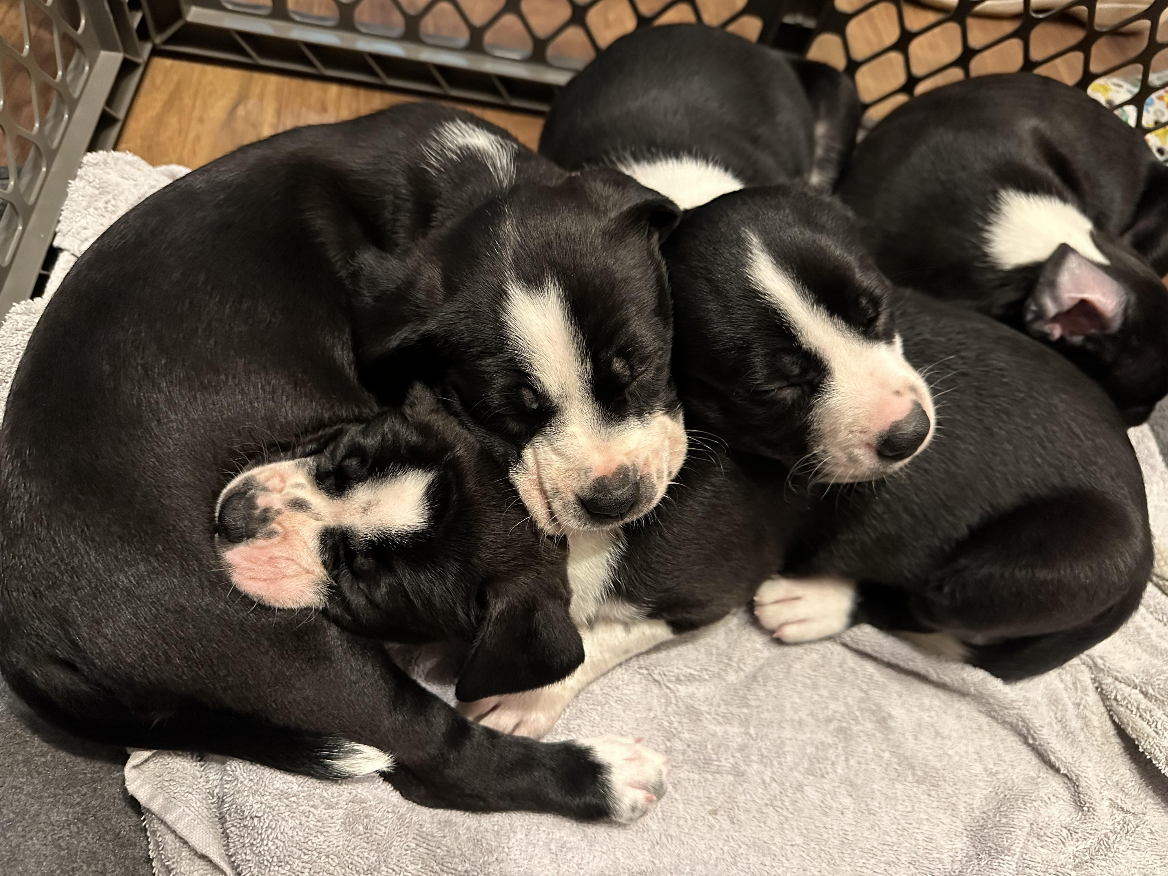 Mango, a Adopted mixed breed in Apex, NC image 2/6