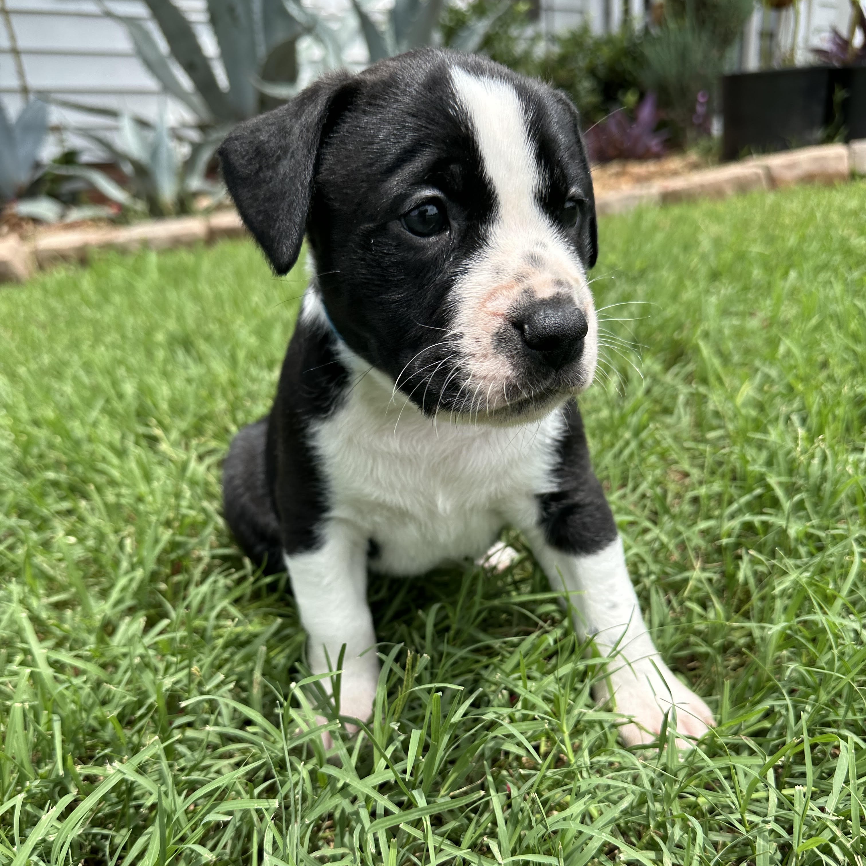 Mango, a Adopted mixed breed in Apex, NC image 5/6