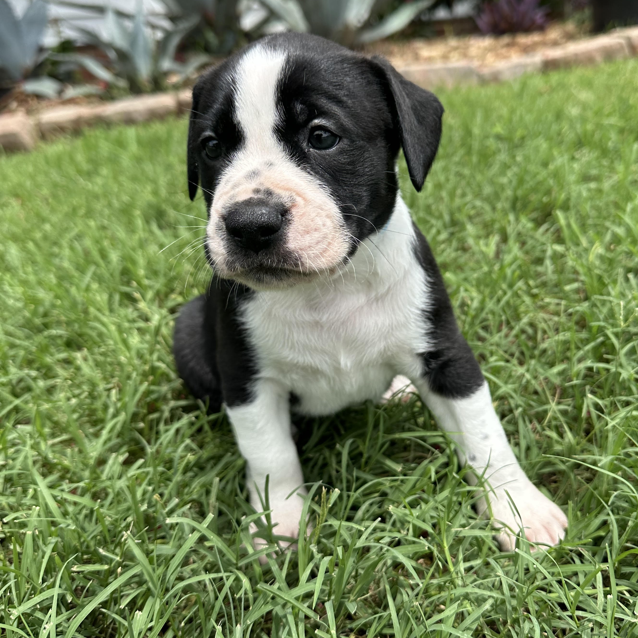 Mango, a Adopted mixed breed in Apex, NC image 3/6