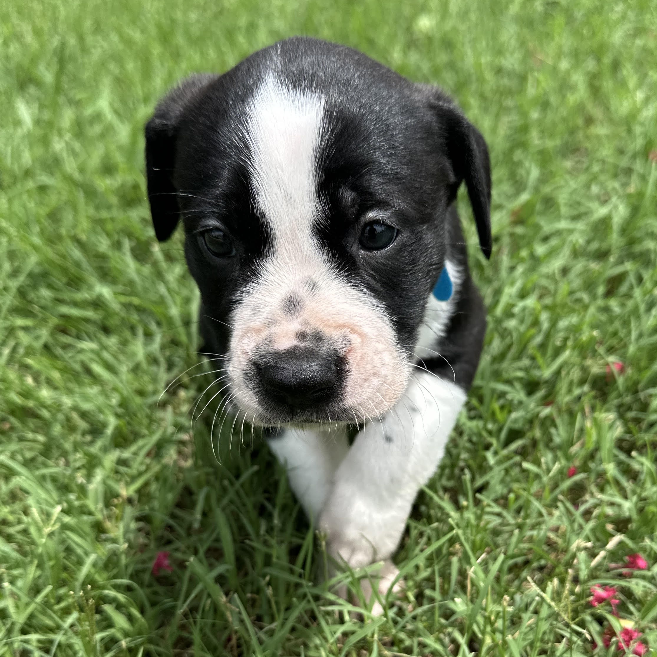 Mango, a Adopted mixed breed in Apex, NC image 4/6