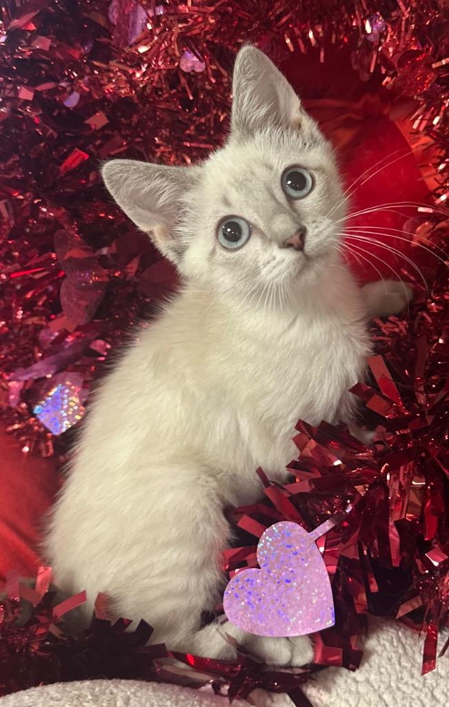 10/22/25 - Cloudy, Adopted, Kitten Female Manx.