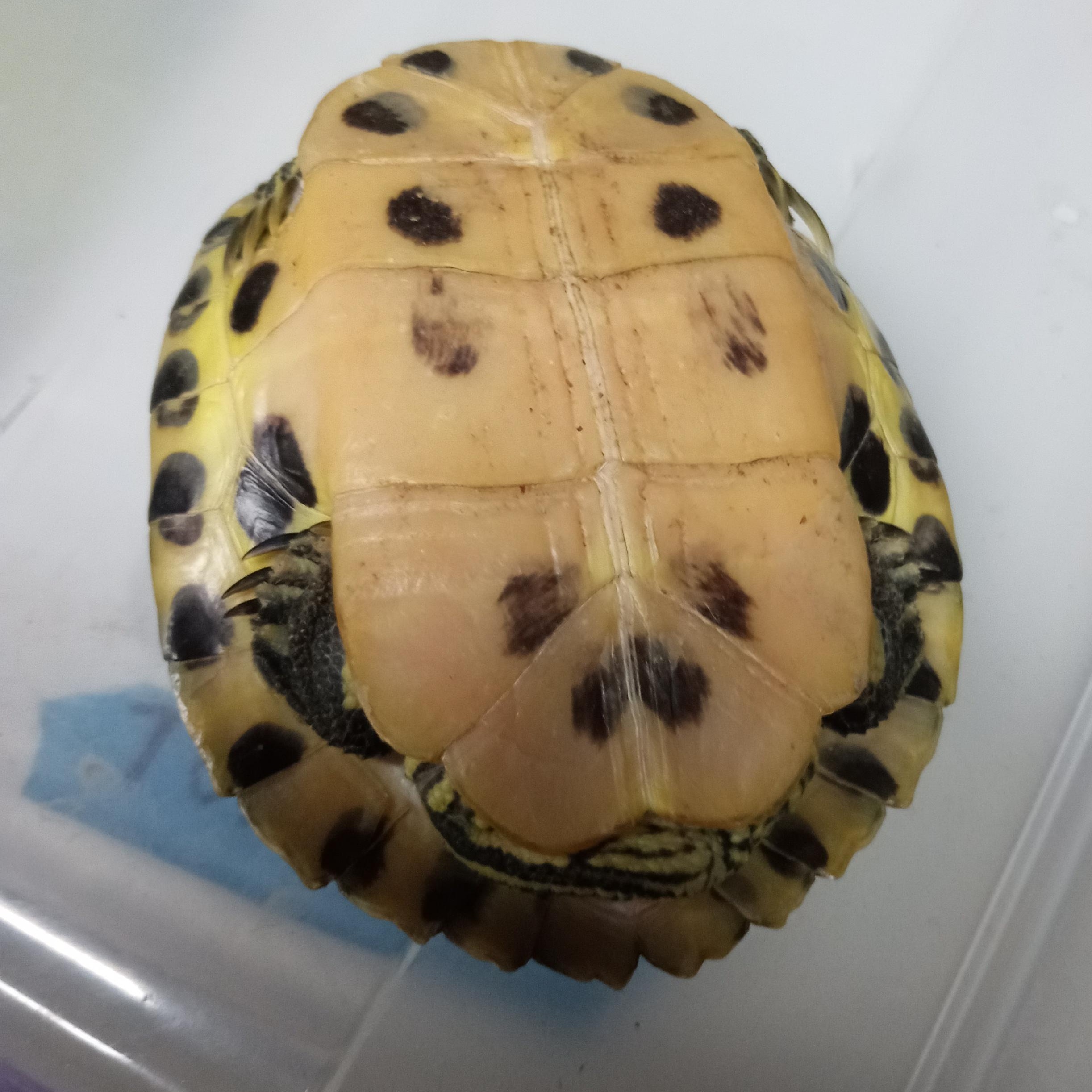 Enlarge Wes YB 47-25, an adopted Yellow-Bellied Slider in Modesto, CA image 2/2
