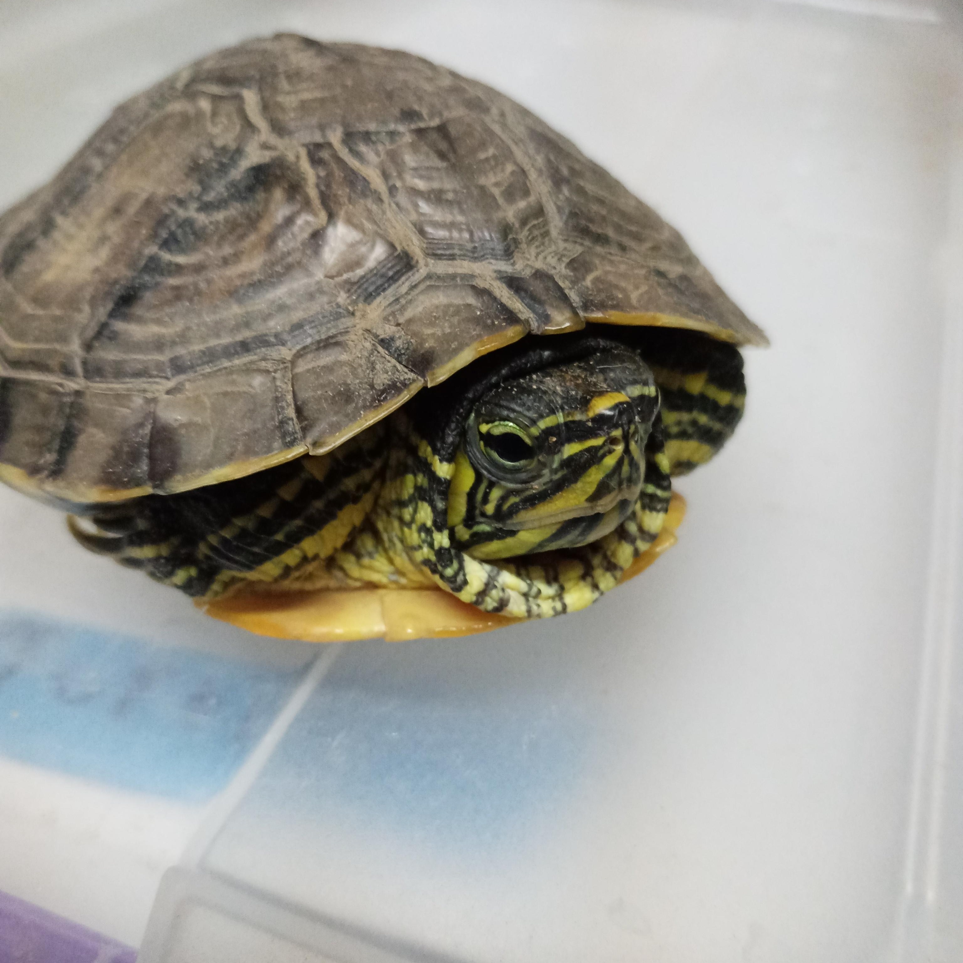 Enlarge Wes YB 47-25, an adopted Yellow-Bellied Slider in Modesto, CA image 1/2