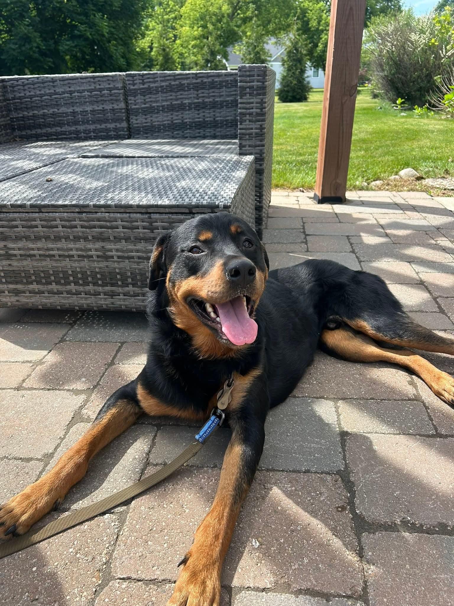Enlarge Booster, an adopted mixed breed in Grand Rapids, MI image 1/2