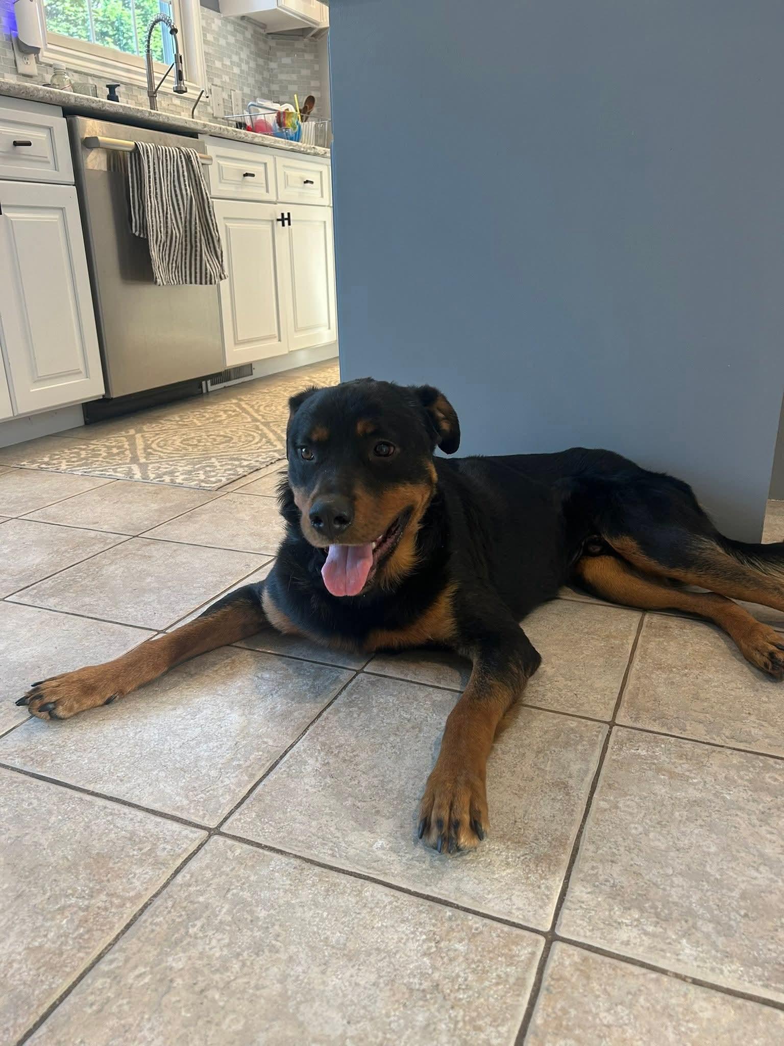 Enlarge Booster, an adopted mixed breed in Grand Rapids, MI image 2/2