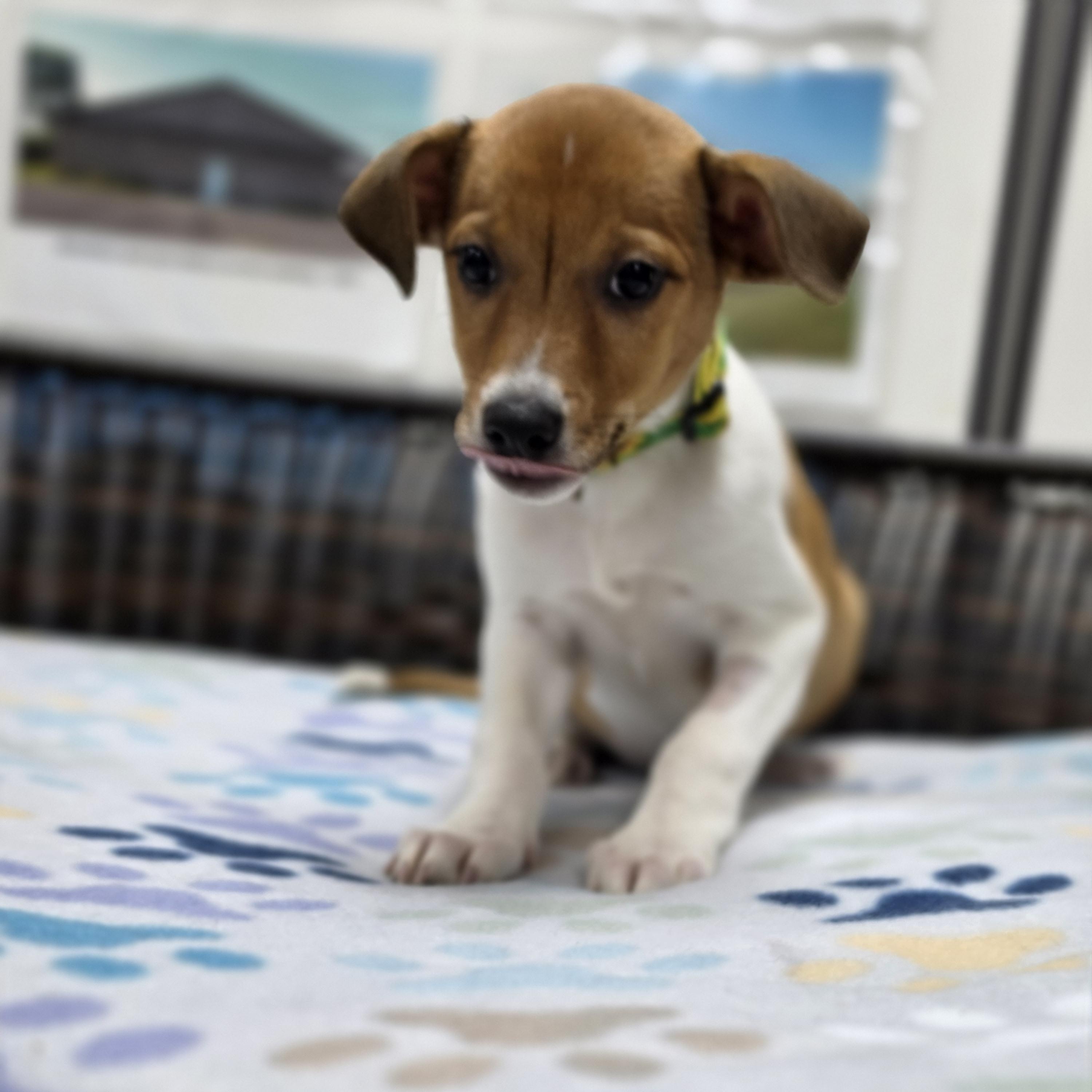 Enlarge Logan, a Adoptable mixed breed in Neillsville, WI image 1/4