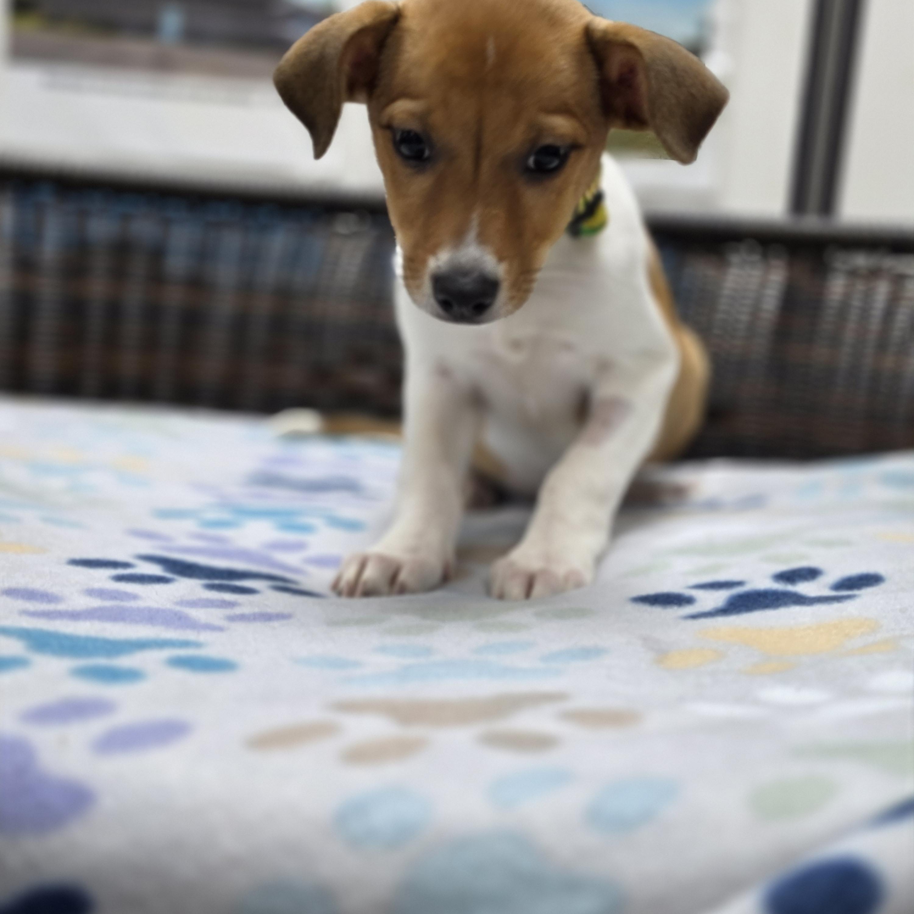 Enlarge Logan, a Adoptable mixed breed in Neillsville, WI image 4/4