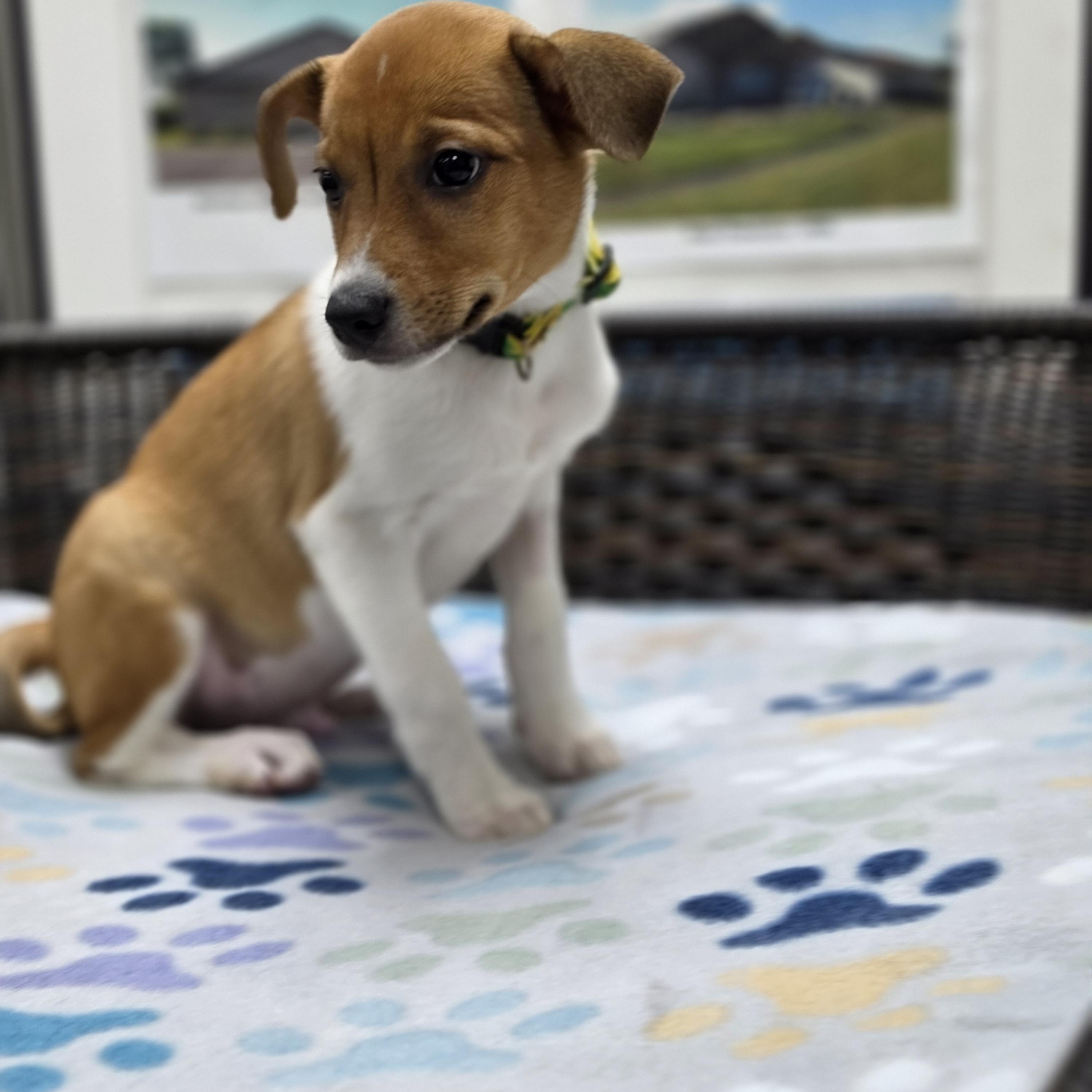 Enlarge Logan, a Adoptable mixed breed in Neillsville, WI image 2/4