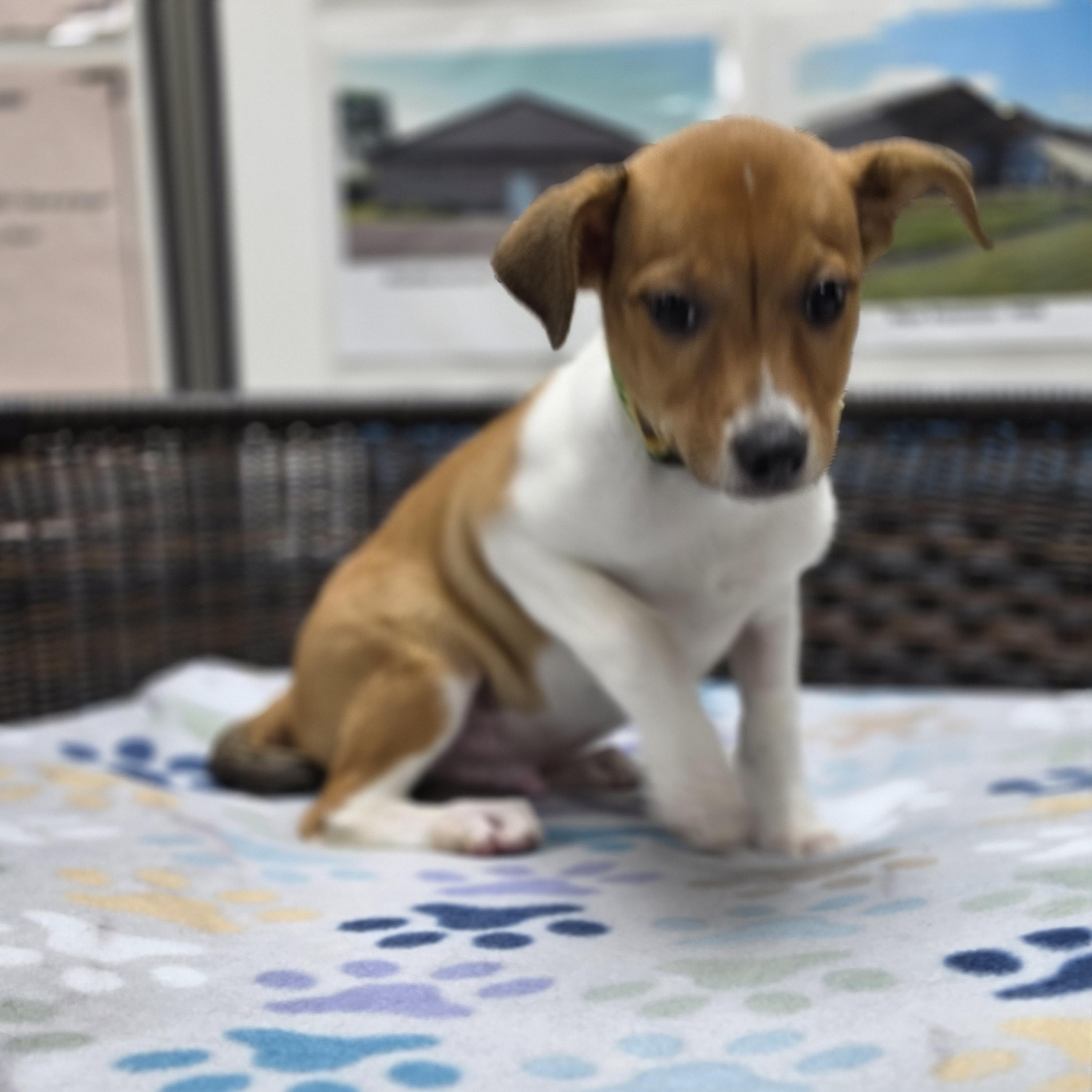Enlarge Logan, a Adoptable mixed breed in Neillsville, WI image 3/4