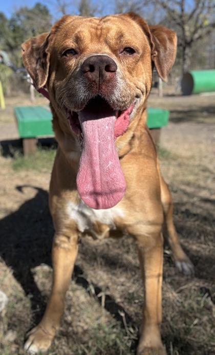 Shrek — thumbnail 2