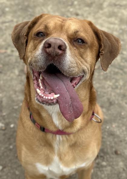 Shrek — thumbnail 3