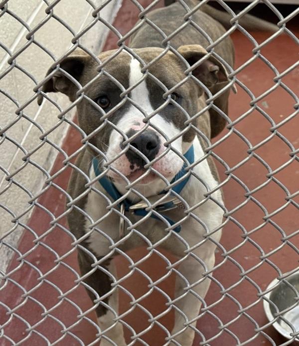 Gertrude, Adoptable, Adult Female Pit Bull Terrier.