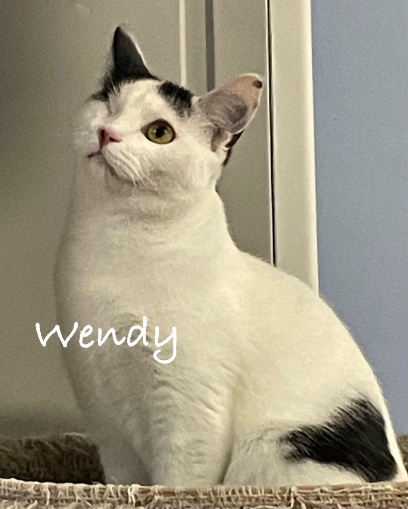 Enlarge Wendy, a Adoptable mixed breed in Westfield, NY image 1/5