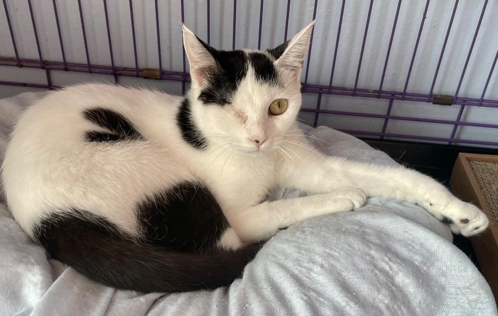 Wendy, Adoptable, Adult Female Domestic Short Hair.