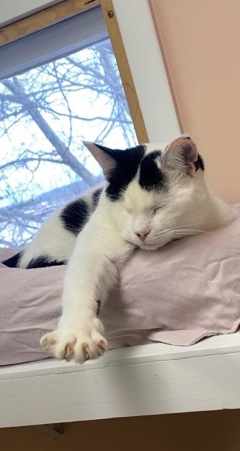 Enlarge Wendy, a Adoptable mixed breed in Westfield, NY image 2/5