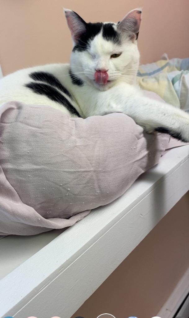 Enlarge Wendy, a Adoptable mixed breed in Westfield, NY image 3/5