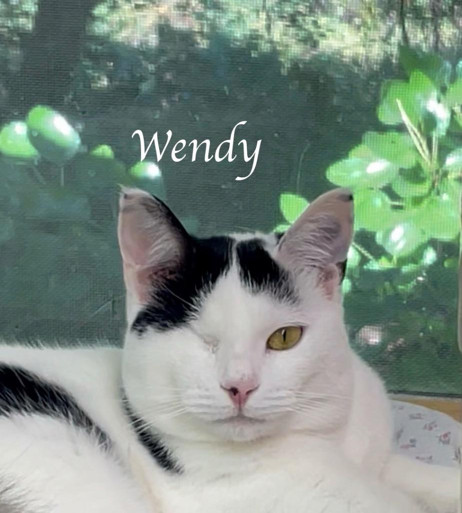 Enlarge Wendy, a Adoptable mixed breed in Westfield, NY image 5/5