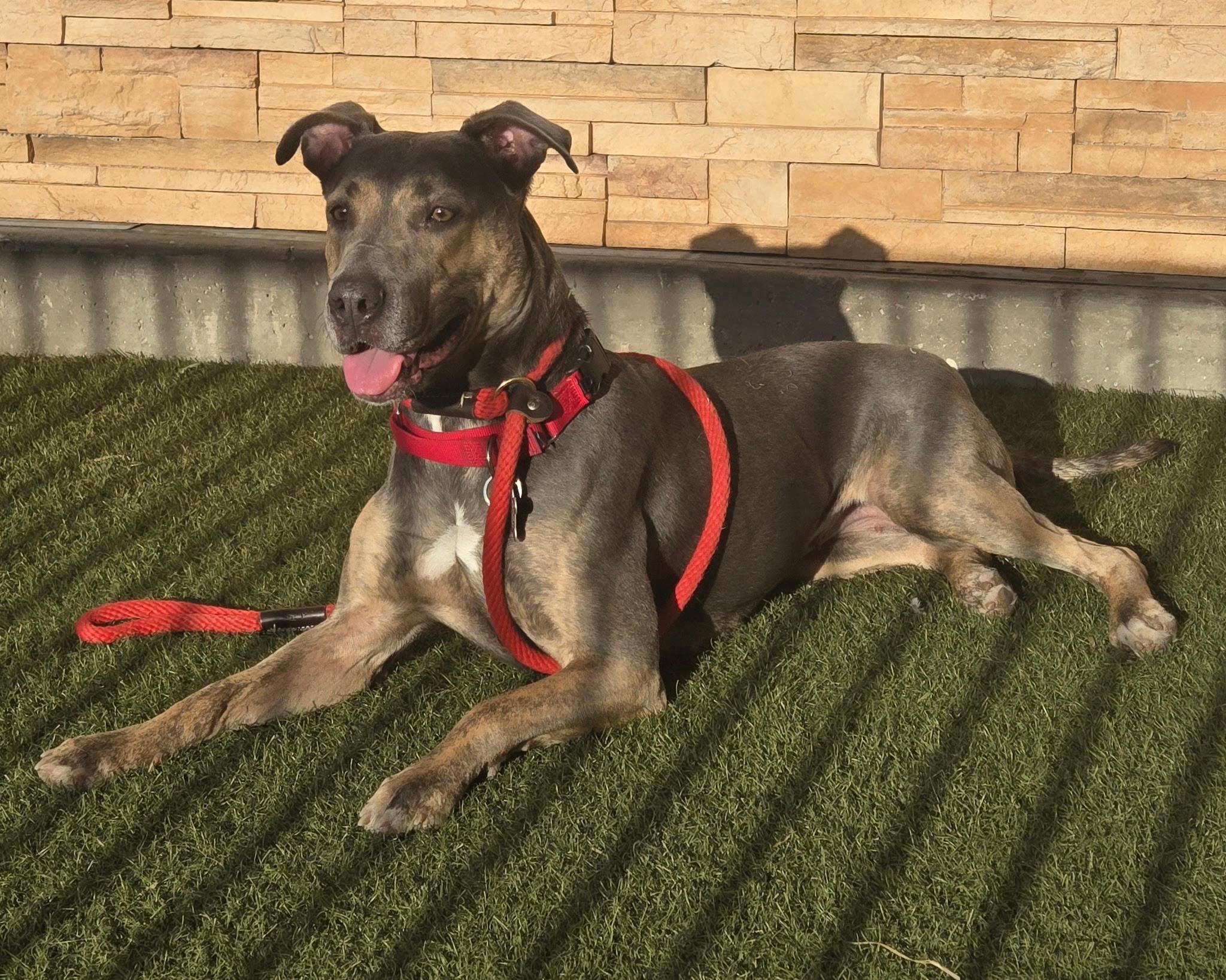 Lovely, a Adoptable mixed breed in Las Vegas, NV image 2/4