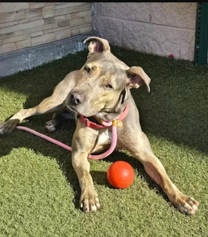 Lovely, Adoptable, Adult Female Rhodesian Ridgeback.