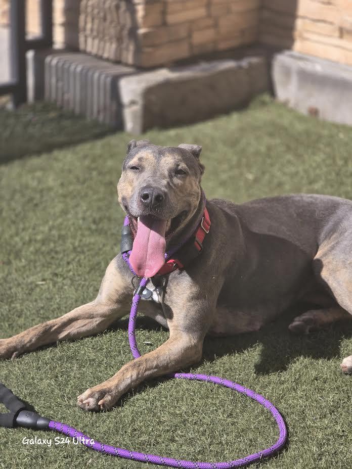 Lovely, a Adoptable mixed breed in Las Vegas, NV image 4/4