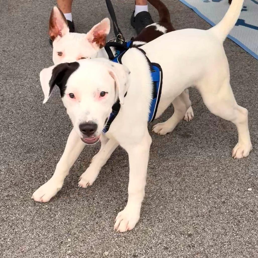 Luca, Adoptable, Puppy Male Mixed Breed.
