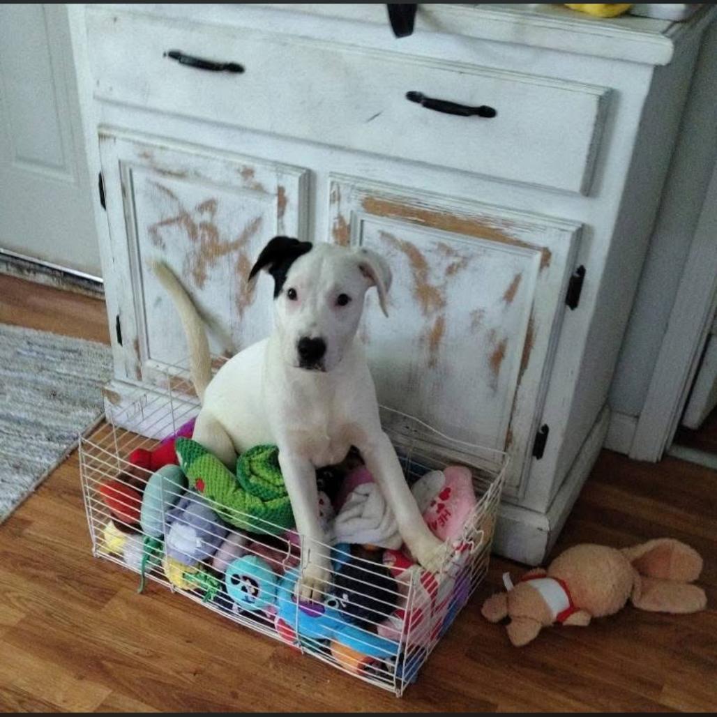 Luca, a Adoptable Mixed Breed in Joliet, IL image 2/6