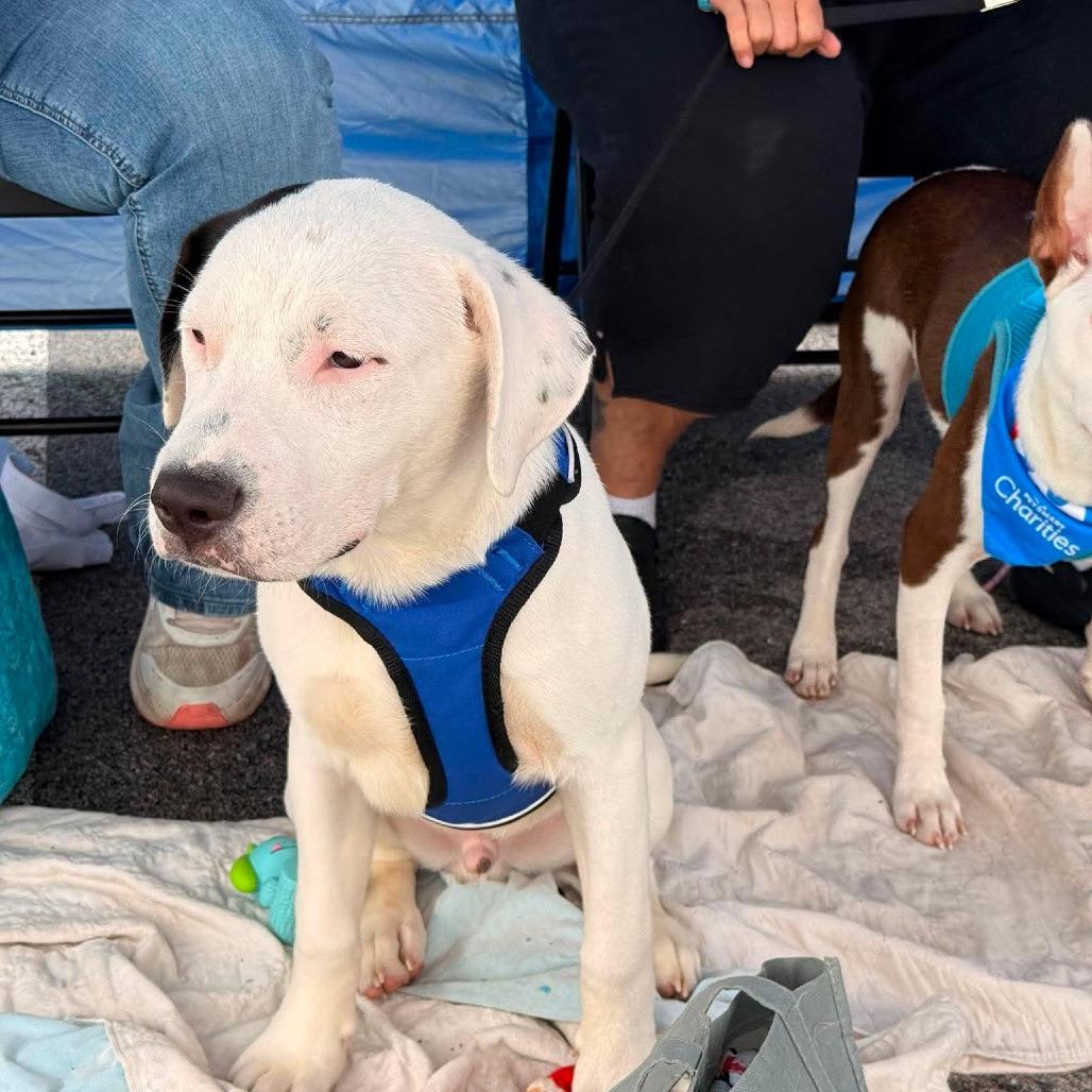 Luca, a Adoptable Mixed Breed in Joliet, IL image 3/6
