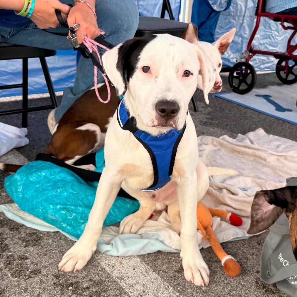 Luca, a Adoptable Mixed Breed in Joliet, IL image 4/6
