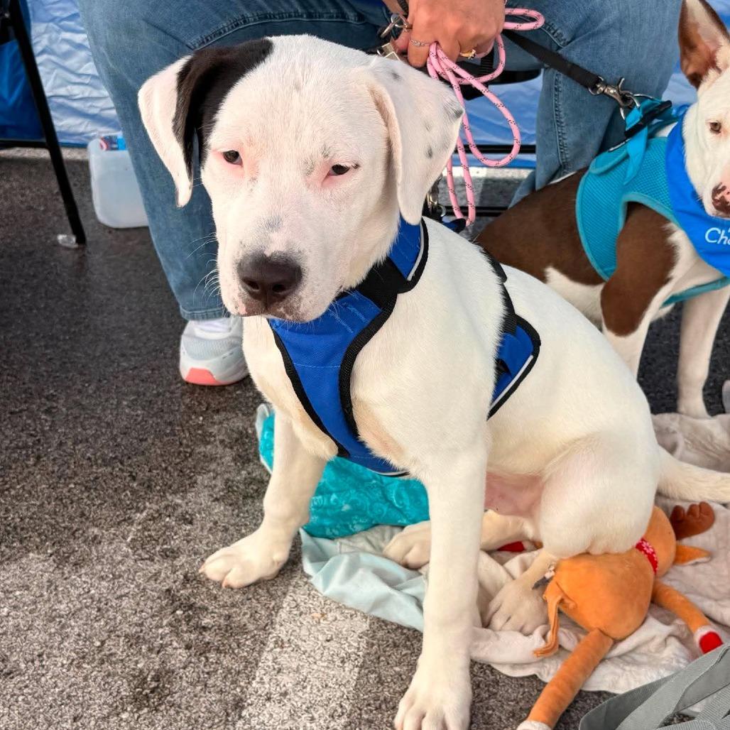Luca, a Adoptable Mixed Breed in Joliet, IL image 5/6