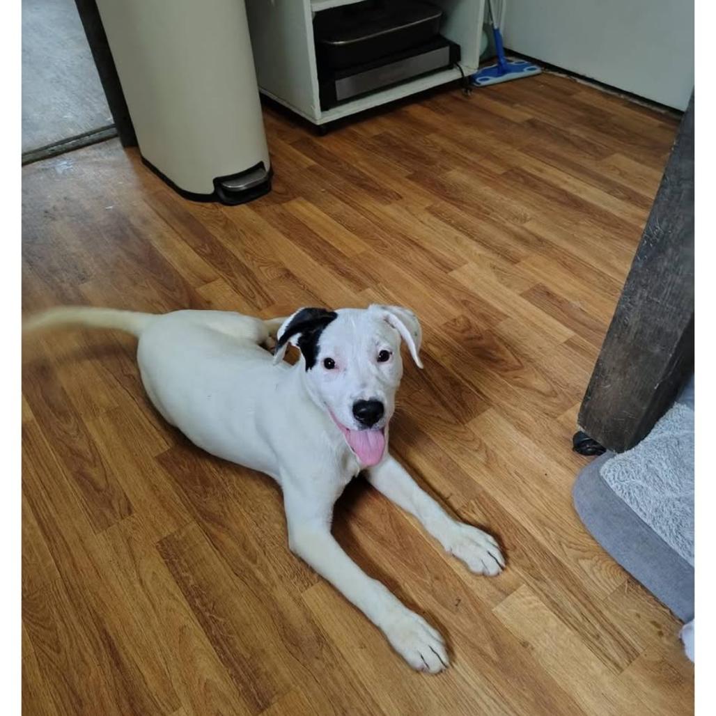 Luca, a Adoptable Mixed Breed in Joliet, IL image 6/6