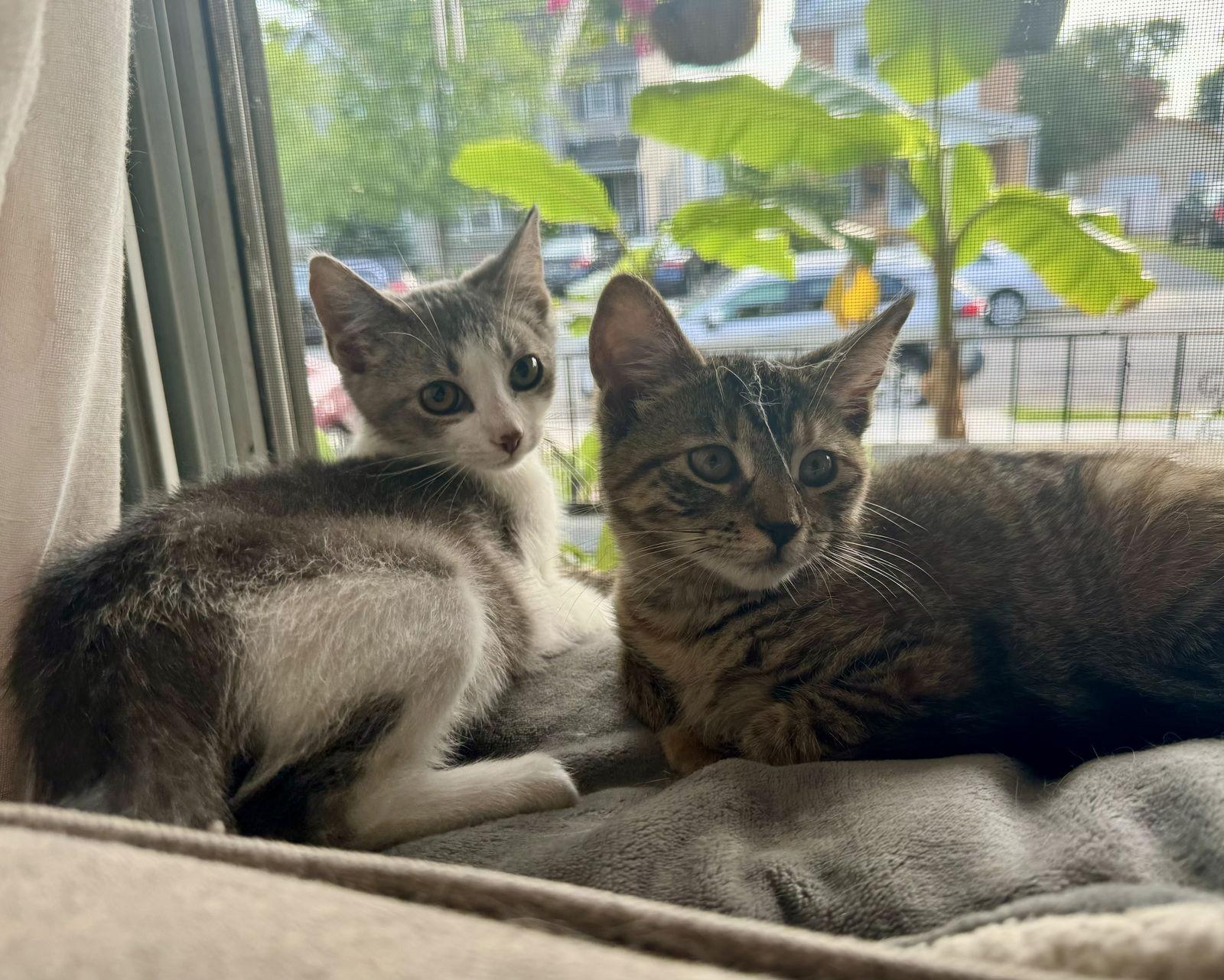 Enlarge Stray Cat (and Strut), a Adopted Domestic Short Hair in Trenton, NJ image 1/2