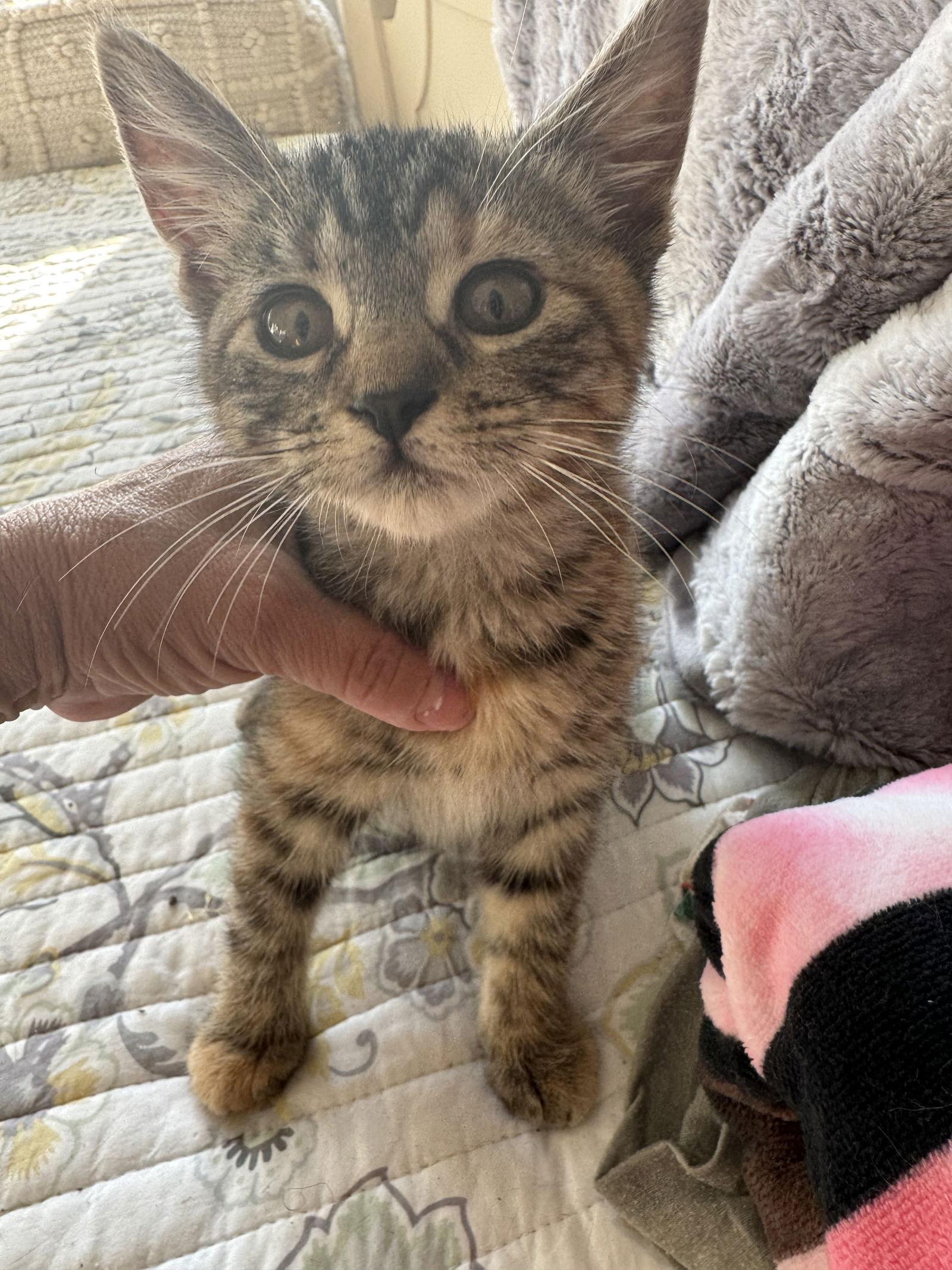 Enlarge Stray Cat (and Strut), a Adopted Domestic Short Hair in Trenton, NJ image 2/2