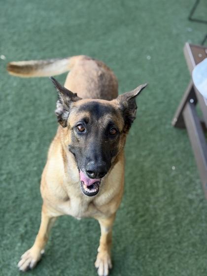 Enlarge Dakota, a Adoptable mixed breed in Sacramento, CA image 6/6
