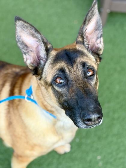 Enlarge Dakota, a Adoptable mixed breed in Sacramento, CA image 2/6