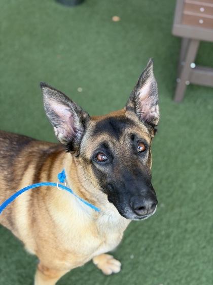 Enlarge Dakota, a Adoptable mixed breed in Sacramento, CA image 5/6
