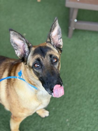 Enlarge Dakota, a Adoptable mixed breed in Sacramento, CA image 4/6