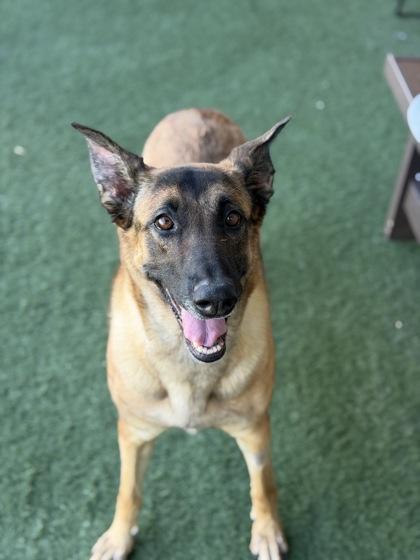 Enlarge Dakota, a Adoptable mixed breed in Sacramento, CA image 3/6