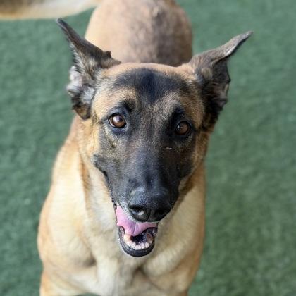 Enlarge Dakota, a Adoptable mixed breed in Sacramento, CA image 1/6