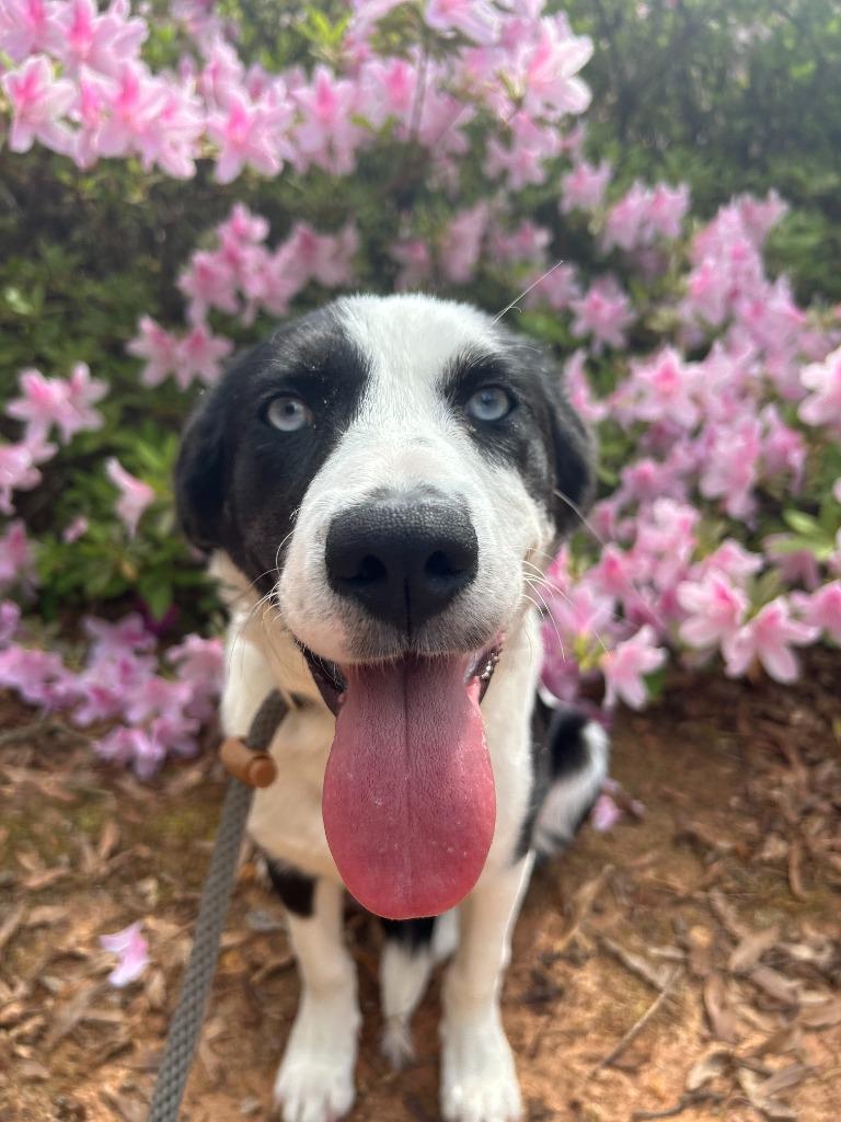 Armani, Adoptable, Puppy Female Cattle Dog & Mixed Breed.