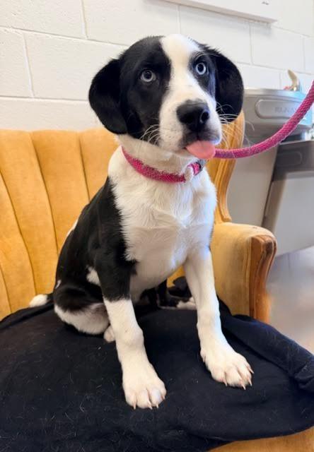 Enlarge Armani, a Adoptable mixed breed in Madison, GA image 2/3