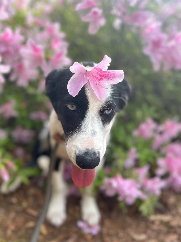 Enlarge Armani, a Adoptable mixed breed in Madison, GA image 3/3