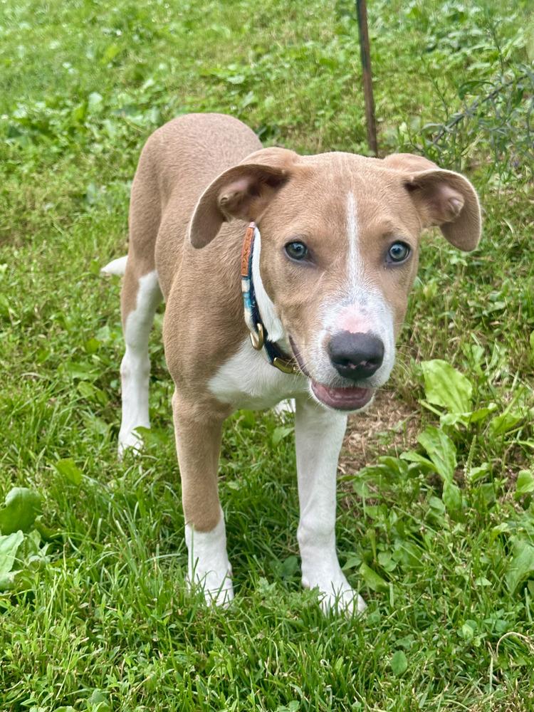 Enlarge Buzz, a Adoptable mixed breed in Akron, OH image 2/2