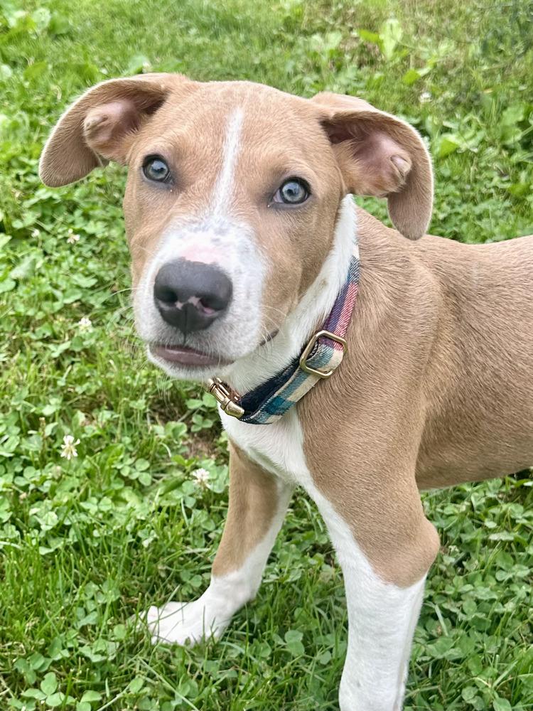 Buzz, Adoptable, Puppy Male Beagle & Hound.
