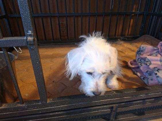 Enlarge Chloe, an adopted mixed breed in Los Angeles, CA image 3/4