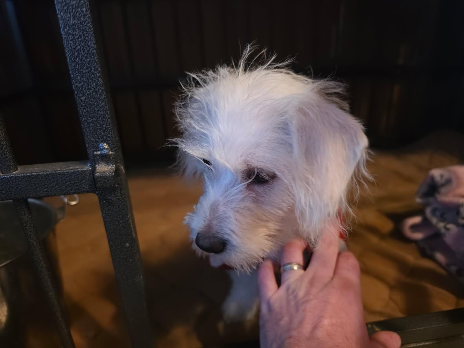 Enlarge Chloe, an adopted mixed breed in Los Angeles, CA image 1/4