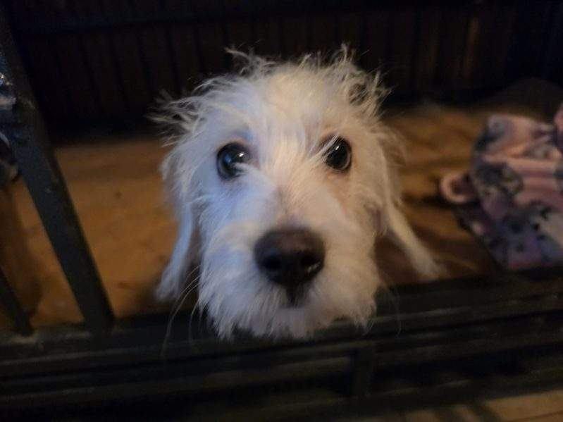 Enlarge Chloe, an adopted mixed breed in Los Angeles, CA image 2/4