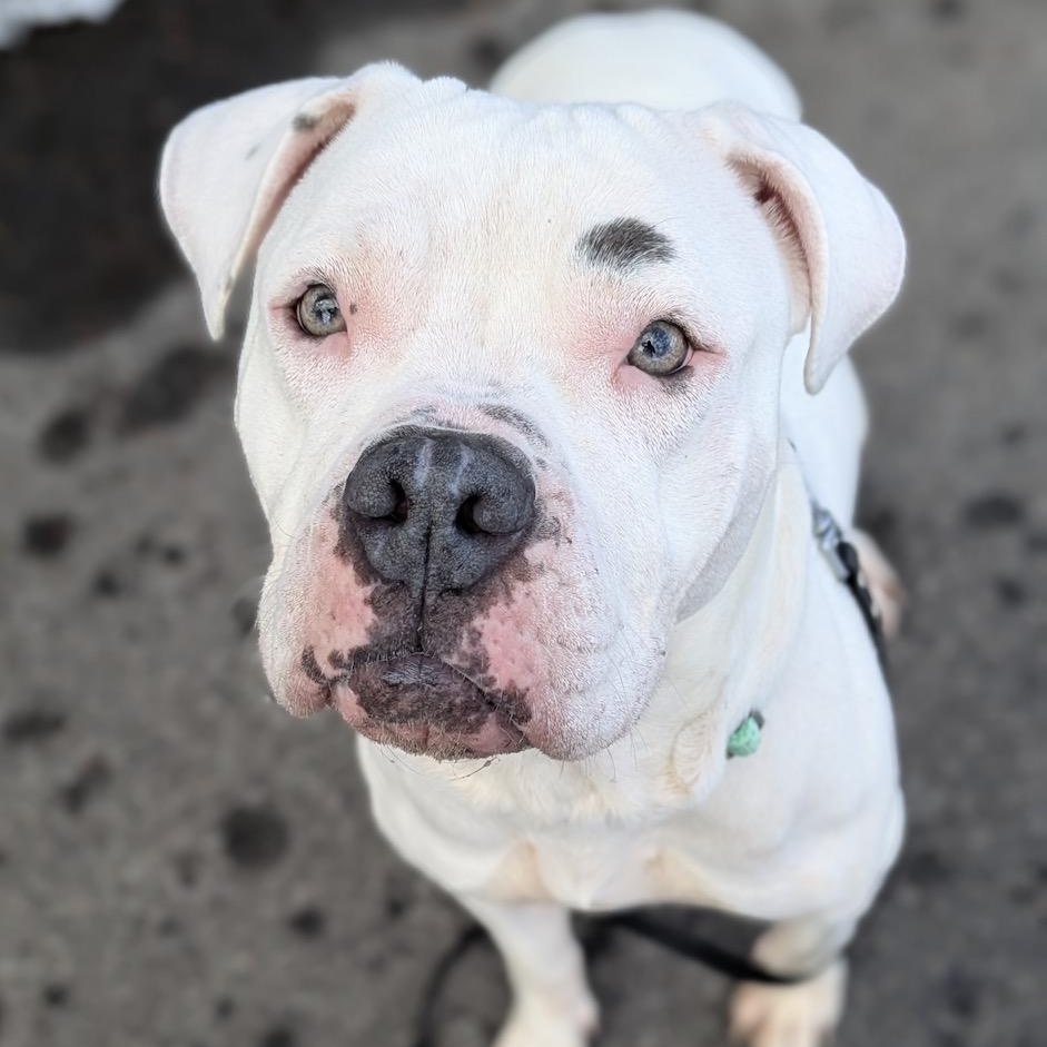 Enlarge Lucy, a Adoptable mixed breed in Syracuse, NY image 2/3