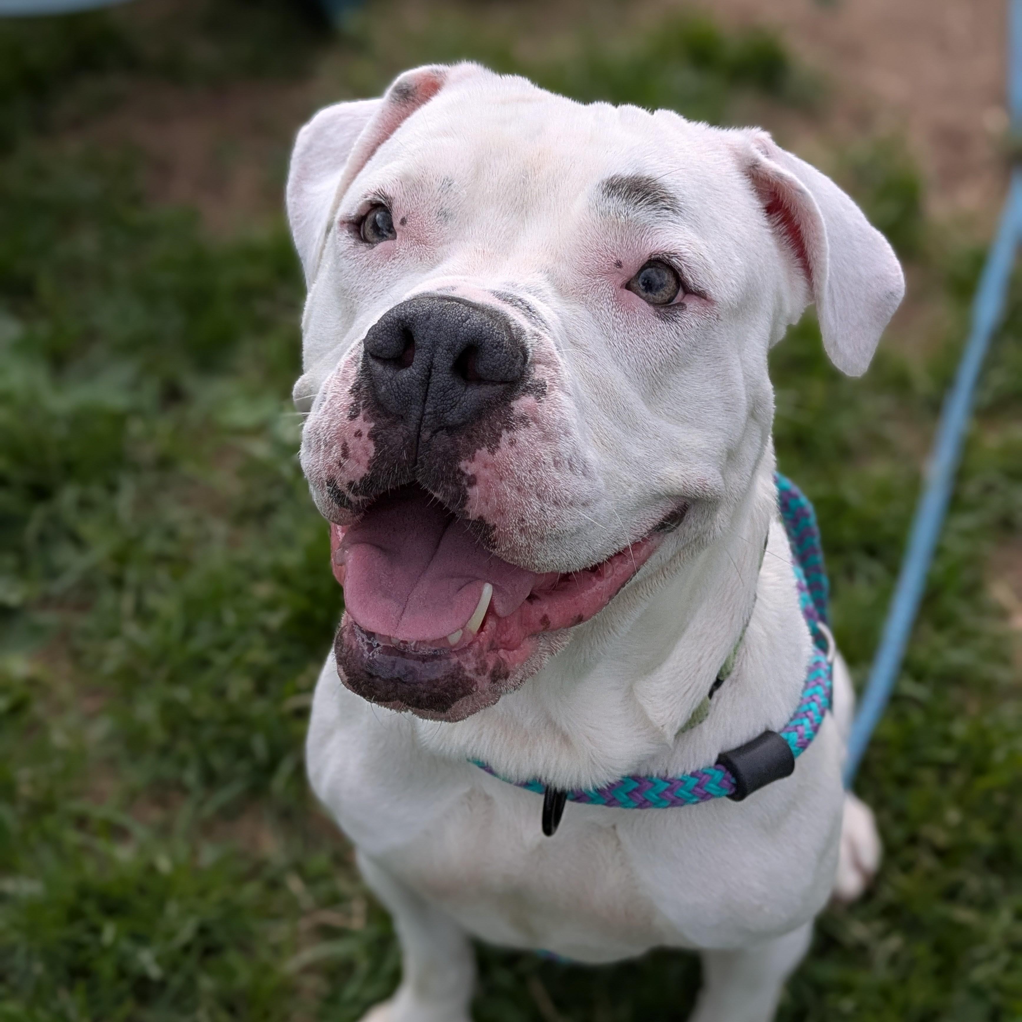 Enlarge Lucy, a Adoptable mixed breed in Syracuse, NY image 1/3